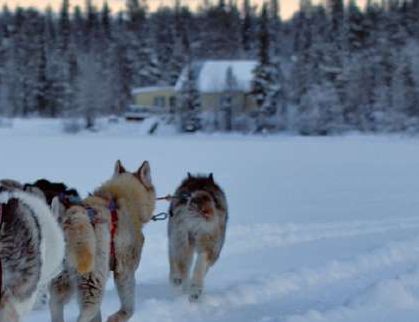 Huskies puxando trenó em floresta coberta de neve